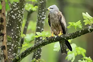 Accipitridae: Black Kite (Milvus migrans), adult