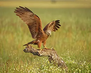 200819: Black kite (Milvus migrans), approaching to a dead