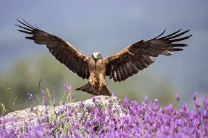 Cities: Black Kite (Milvus migrans) landing, Madrid, Spain