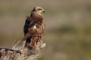 Castilla: Black Kite (Milvus migrans) - perched on a branch