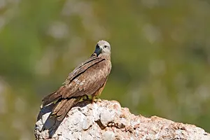 Migrans: Black Kite (Milvus migrans) resting