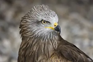 Accipitridae: Black Kite (Milvus migrans), Spain