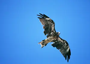 Gliding: Black KITE - in moult, flying