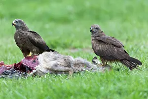 Migrans: Black Kite - pair feeding on deer carcass