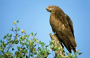 Migrans: Black KITE - perched and calling