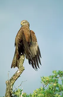 Migrans: Black KITE - perched drying wings
