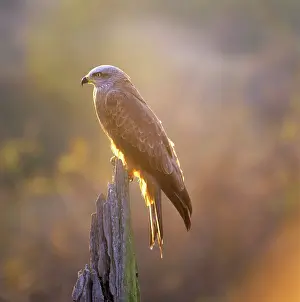 Zdenek Tunka: BLACK KITE - PERCHING
