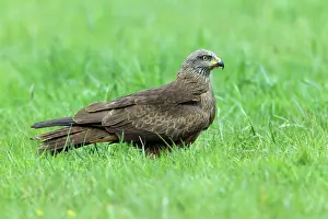 Migrans: Black Kite - resting on meadow