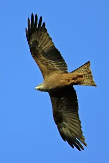 Migrans: Black Kite - Soaring above nesting territory, april