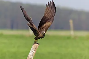 Migrans: Black Kite - taking off from fence post