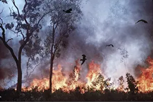 Fires: BLACK KITES - chasing insects in bush fire