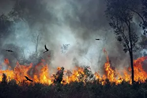Wildfires: Black Kites - Chasing insects during bushfire