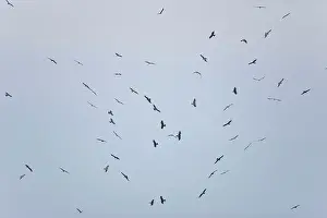Migrans: Black Kites - in flight on migration over Tarifa