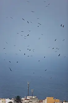 Migrans: Black Kites - in flight on migration over Tarifa