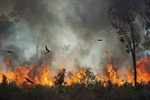 Migrans: Black kites (Milvus migrans) chasing insects during