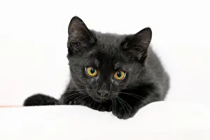 Housecat: Black kitten, 2.5 months