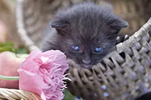 Trugs: Black kitten in a basket with fruit and flowers