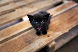 Moroccan: Black kitten with blue eyes, eye contact, stray