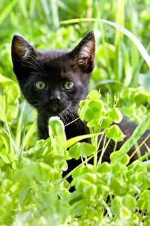 Blacks: Black kitten in the grass Alsace France