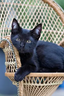 Wicker: Black kitten lying on a wicker chair in France