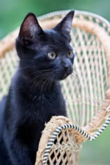 Wicker: Black kitten standing on a wicker chair in France