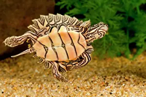 Northcott: Black-knobbed Sawback Turtle, Graptemys