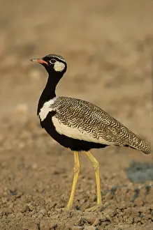 Afra: Black Korhaan