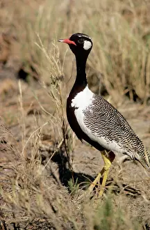 Afra: Black Korhaan / Bustard - male