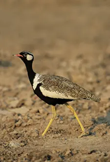 Afra: Black Korhaan / Bustard - Walking