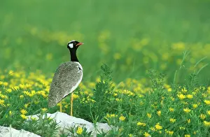 Afra: Black Korhaan - Displaying male in the rainy season