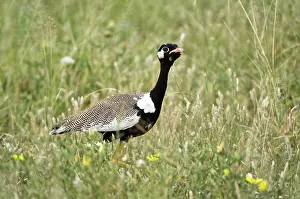 Afra: Black Korhaan - Male