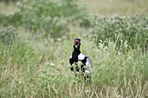 Afra: Black Korhaan - Male calling