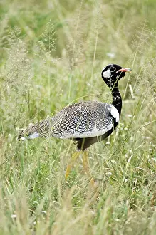 Afra: Black Korhaan - Male amongst grass