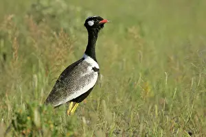 Eupodotis: Black Korhaan - standing in grass savannah
