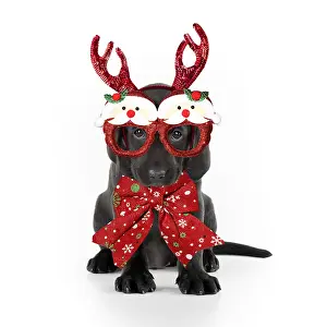 Labarador: Black Labarador Dog, puppy sitting, wearing Christmas