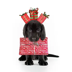 Labarador: Black Labarador Dog, puppy sitting, carrying Christmas