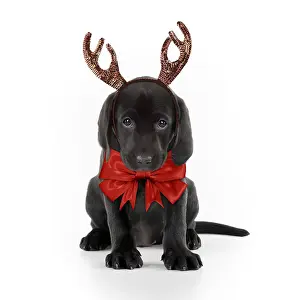 Labarador: Black Labarador Dog, puppy sitting, wearing Christmas