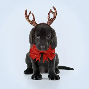 Bows: Black Labarador Dog, puppy sitting, wearing Christmas