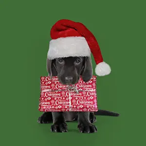 Presents: Black Labarador Dog, puppy sitting, wearing Christmas