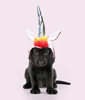 Unicorn: Black Labarador Dog, puppy sitting, wearing unicorn