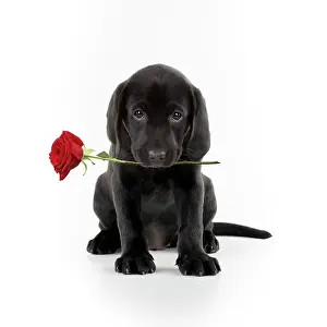 Labarador: Black Labarador Dog, puppy sitting, holding a letter