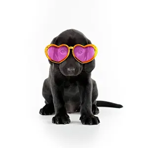 Labarador: Black Labarador Dog, puppy sitting, holding a letter
