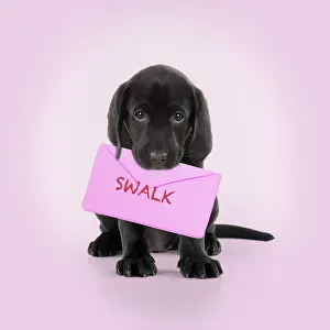 040718: Black Labarador Dog, puppy sitting, holding a letter