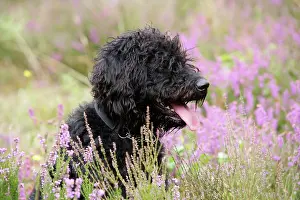 Labradoodles: Black labradoodle sitting in field