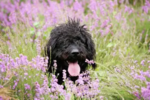Labradoodles: Black labradoodle sitting in field