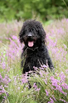 Labradoodles: Black labradoodle sitting in field