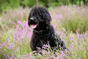 Labradoodles: Black labradoodle sitting in field