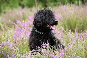 Labradoodles: Black labradoodle sitting in field