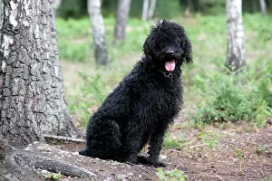 Labradoodles: Black labradoodle sitting next to tree