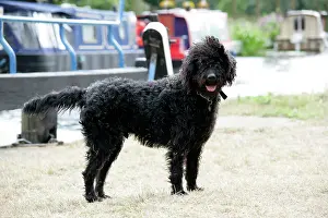 Barges: Black labradoodle standing in front of barge